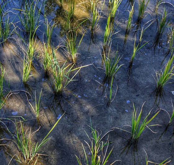 برنجهای نفتی آقامراد را کسی نمیخرد/نشت نفت به خاك سرخون چهارمحالوبختياري برنجهای نفتی سرخون چهارمحالوبختياري