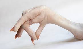 پای مرغ گران تر از مرغ؟