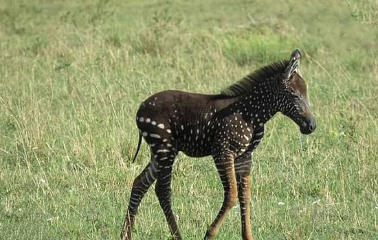 ماجرای گورخرهای بیخط و کلاغهای کینهای (+عکس) گورخرهای بیخط