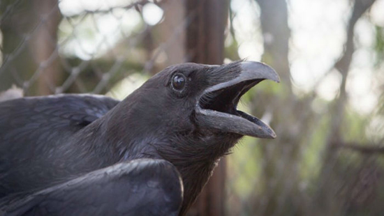 ماجرای گورخرهای بیخط و کلاغهای کینهای (+عکس) کلاغ