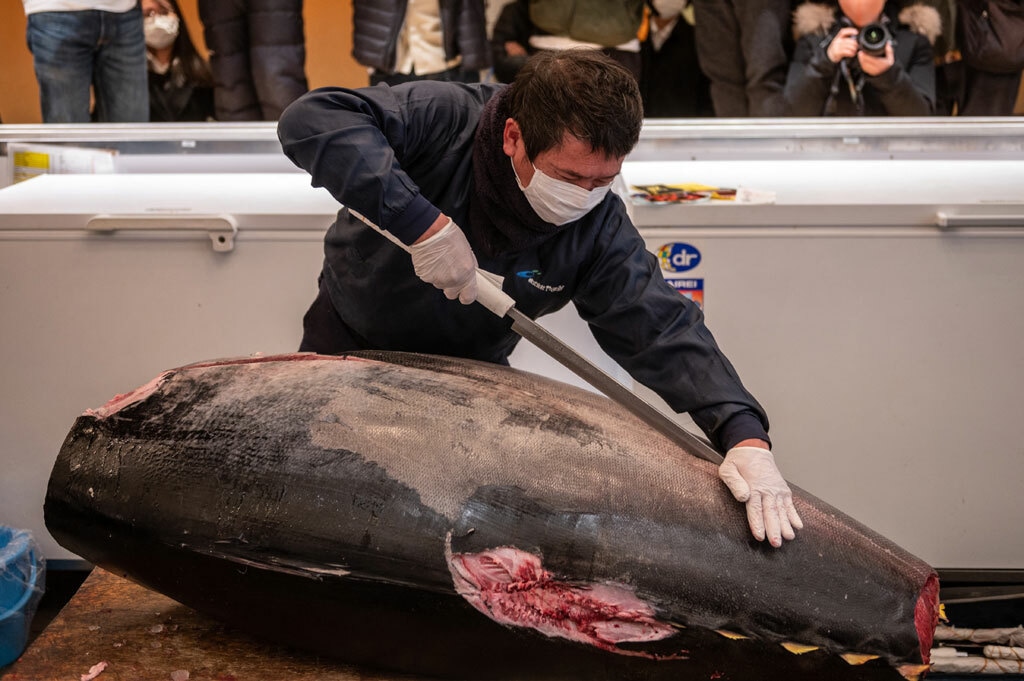 ژاپن؛ حراج سنتی ماهی تن (عکس) ژاپن؛ حراج سنتی ماهی تن (عکس)