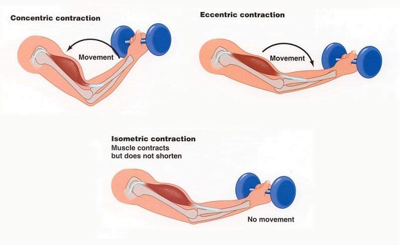 سه ثانیه کار با دمبل در روز برای مقابله با آثار منفی افزایش سن بر عضلات سه ثانیه کار با دمبل در روز برای مقابله با آثار منفی افزایش سن بر عضلات