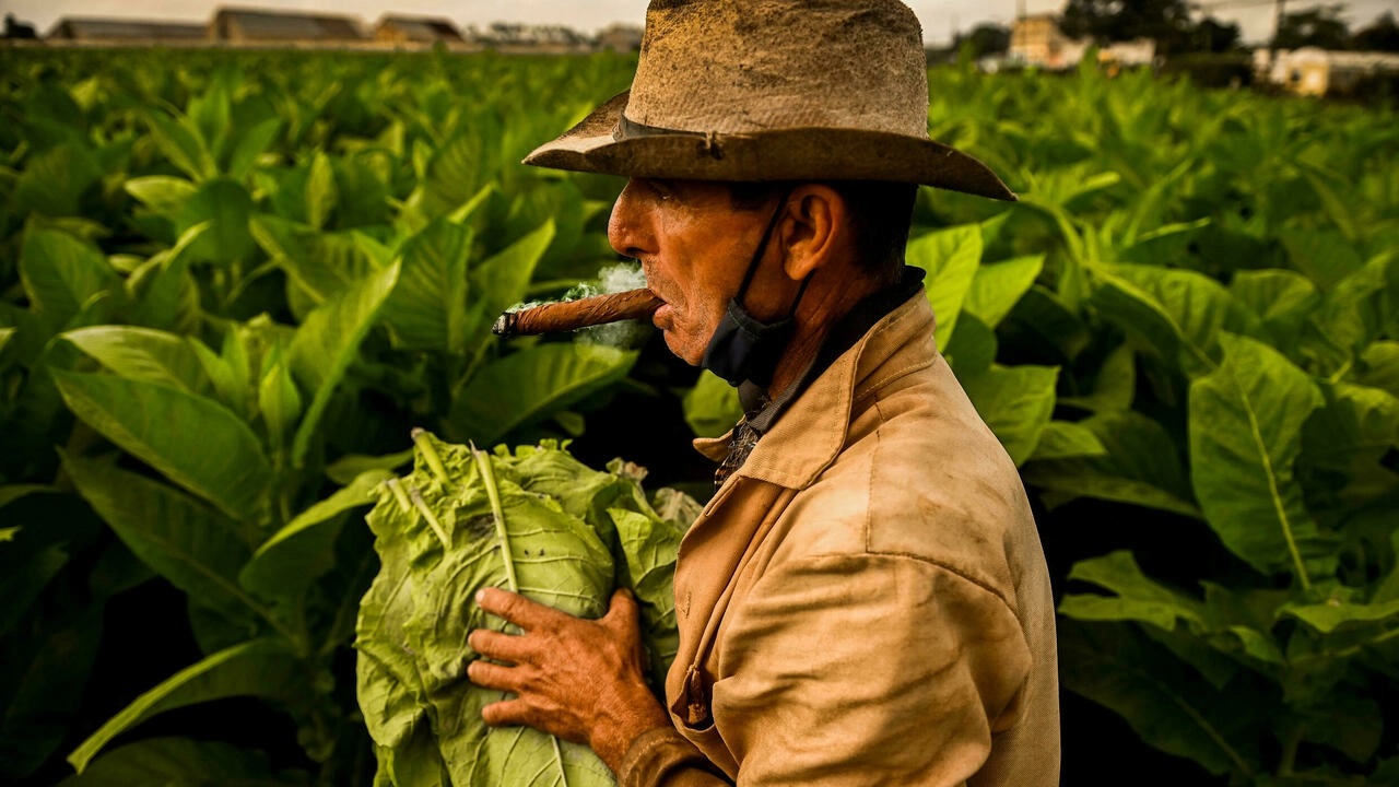 کوبا؛ کمبود کود و دود شدن تنباکوی سیگار برگ کوبا؛ کمبود کود و دود شدن تنباکوی سیگار برگ