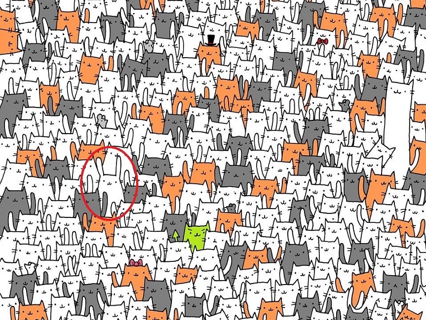 خرگوش پنهان شده در میان گربه را بیابید (تصویر)