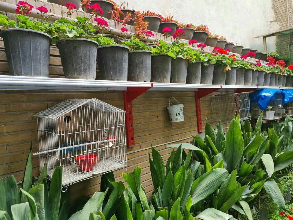 علی دهباشی؛ حیات فرهنگی در حیاط پر شمعدانی علی دهباشی؛ حیات فرهنگی در حیاط پر شمعدانی