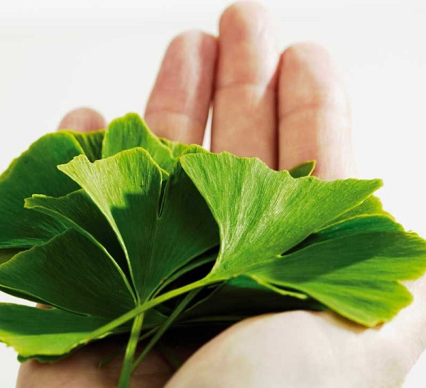 سلامتی به سبک جینکو بیلوبا سلامتی به سبک جینکو بیلوبا