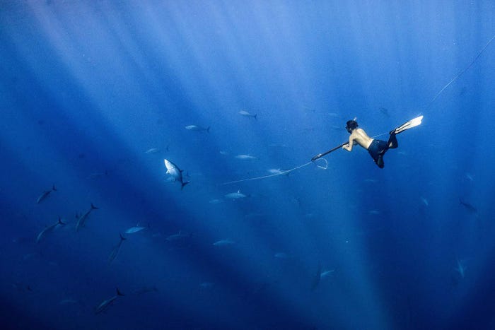 نمایی شگفت انگیز از حیات زیرآبی در مسابقه عکس روز جهانی اقیانوس