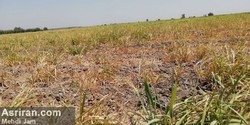 بحران بی آبی در مزارع نیشکر هفت‌تپه/ خروج 500 هکتار از چرخه تولید (+عکس و فیلم)