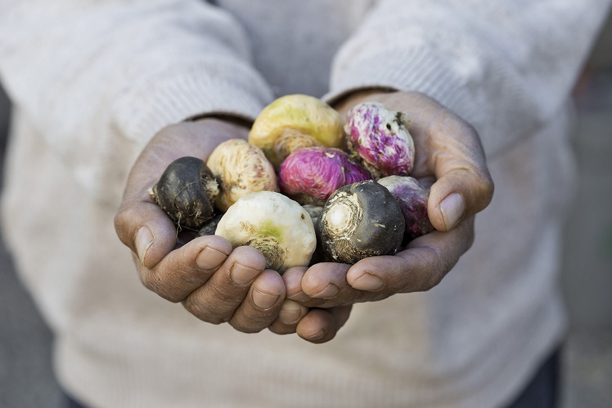 هرآنچه باید در مورد گیاه ماکا بدانیم هرآنچه باید در مورد گیاه ماکا بدانیم