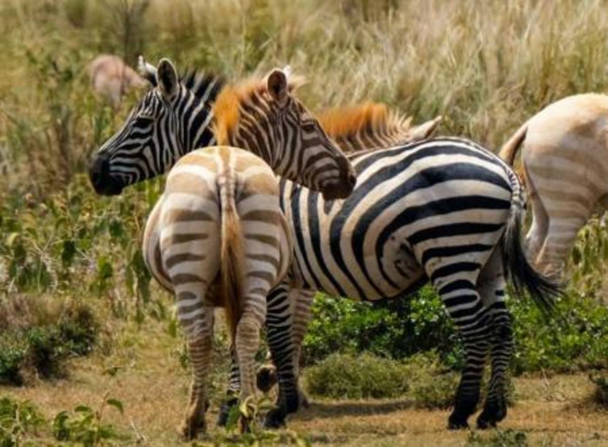 گورخرهای طلایی! (عکس)