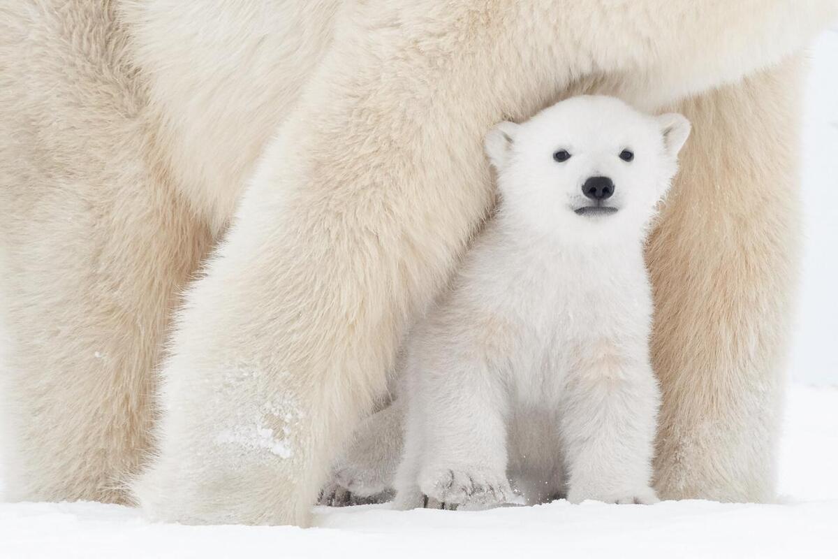 ببینید | روش خرس قطبی برای عبور از روی لایه نازک یخ