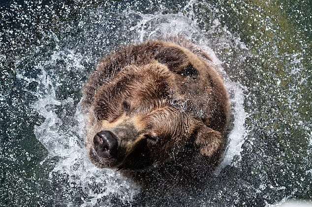 پایان دادن به زندگی پیرترین خرس گریزلی باغ وحش سیاتل در روز کریسمس (+عکس)
