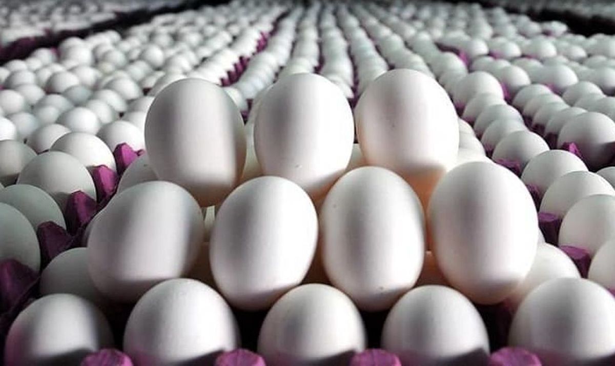 قیمت هر کیلوگرم تخم مرغ برای مصرف‌کننده: 47 هزار و 200 تومان