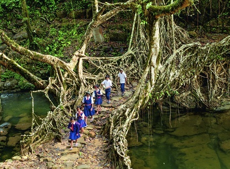 پل های چند صد ساله که از ریشه های در هم پیچیده ساخته شده اند (+عکس)