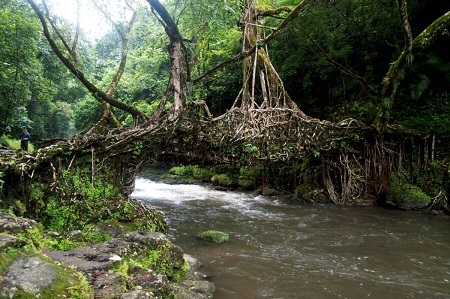 پل های چند صد ساله که از ریشه های در هم پیچیده ساخته شده اند (+عکس)