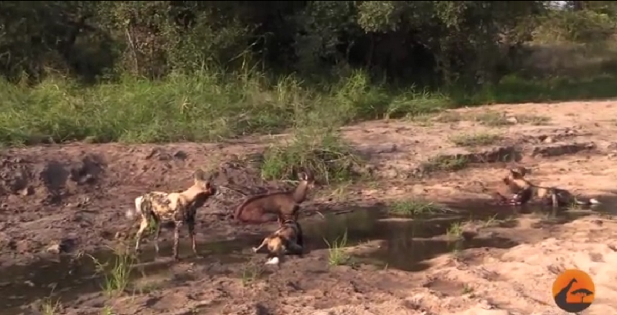 فیلم | تاکتیک سگ‌های وحشی در زنده‌خواری شاخ‌دراز آفریقایی