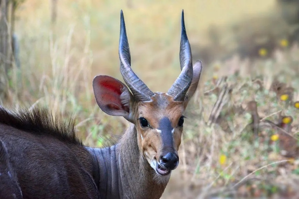 فیلم | تاکتیک سگهای وحشی در زندهخواری شاخدراز آفریقایی فیلم | تاکتیک سگهای وحشی در زندهخواری شاخدراز آفریقایی