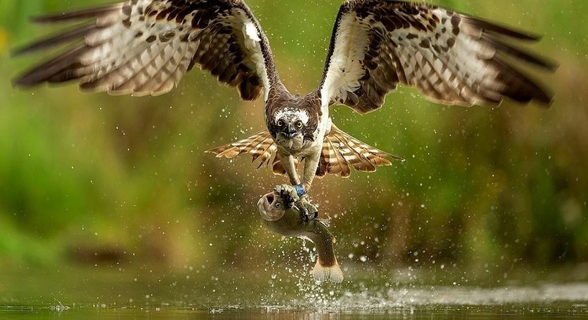 شکار ماهی توسط عقاب از نمای زیر آب (فیلم)