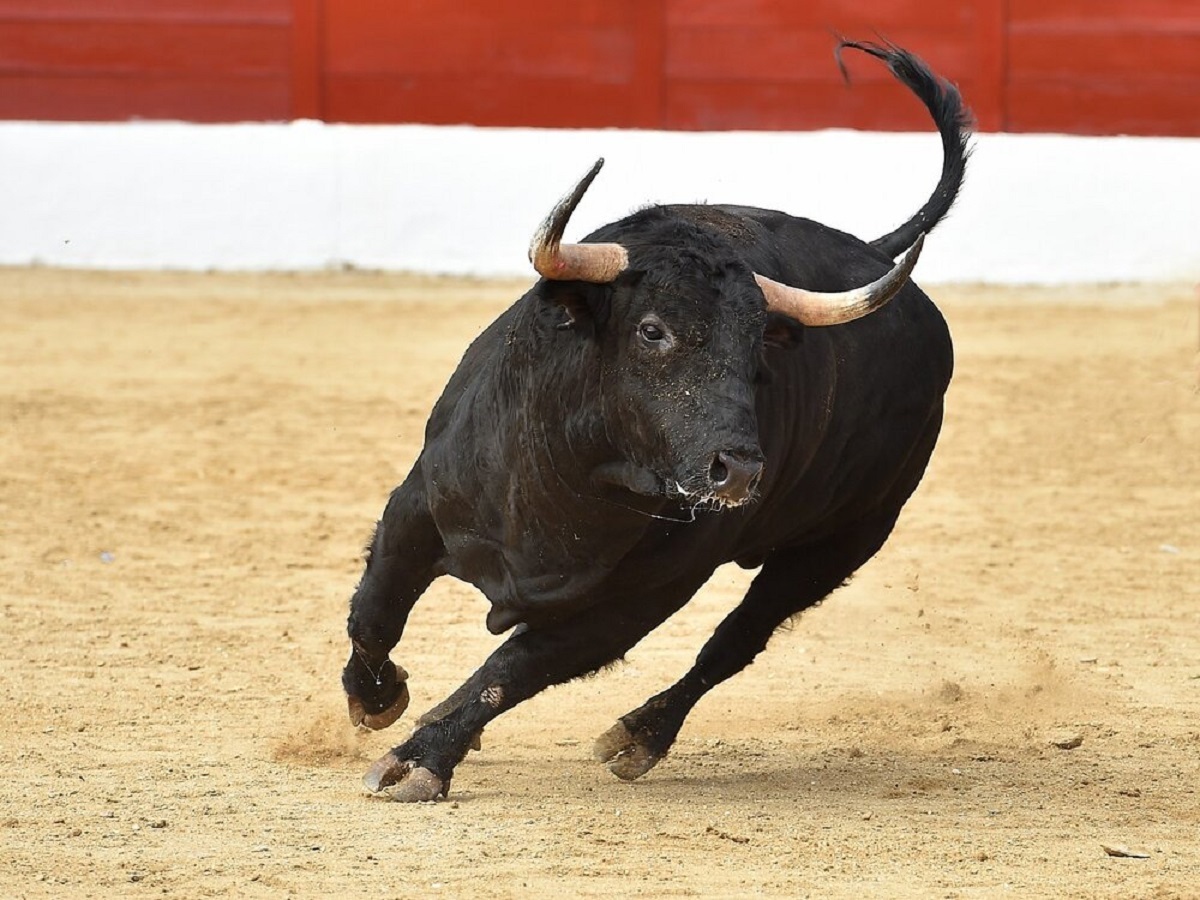 ببینید | عاقبت شوخی با گاو خشمگین در مسابقه گاوبازی