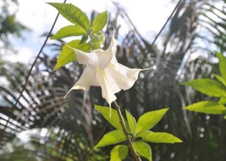 نفس شیطان، ترسناک‌ترین ماده مخدر جهان