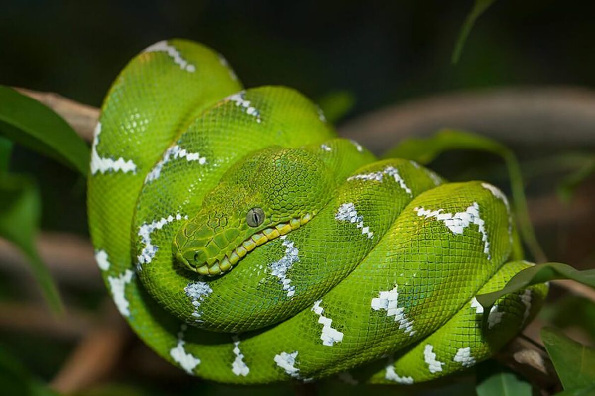 ۸ حقیقت جذاب و خواندنی در مورد مار بوآ