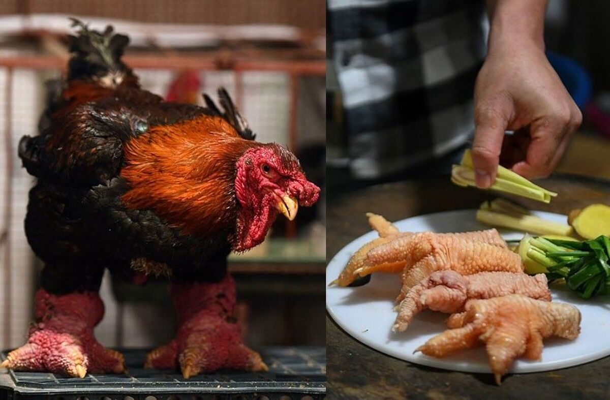 ببینید| خوردن پای «مرغ اژدهایی» توسط ثروتمندان ویتنامی/ برای زیبایی زنان مفید است!