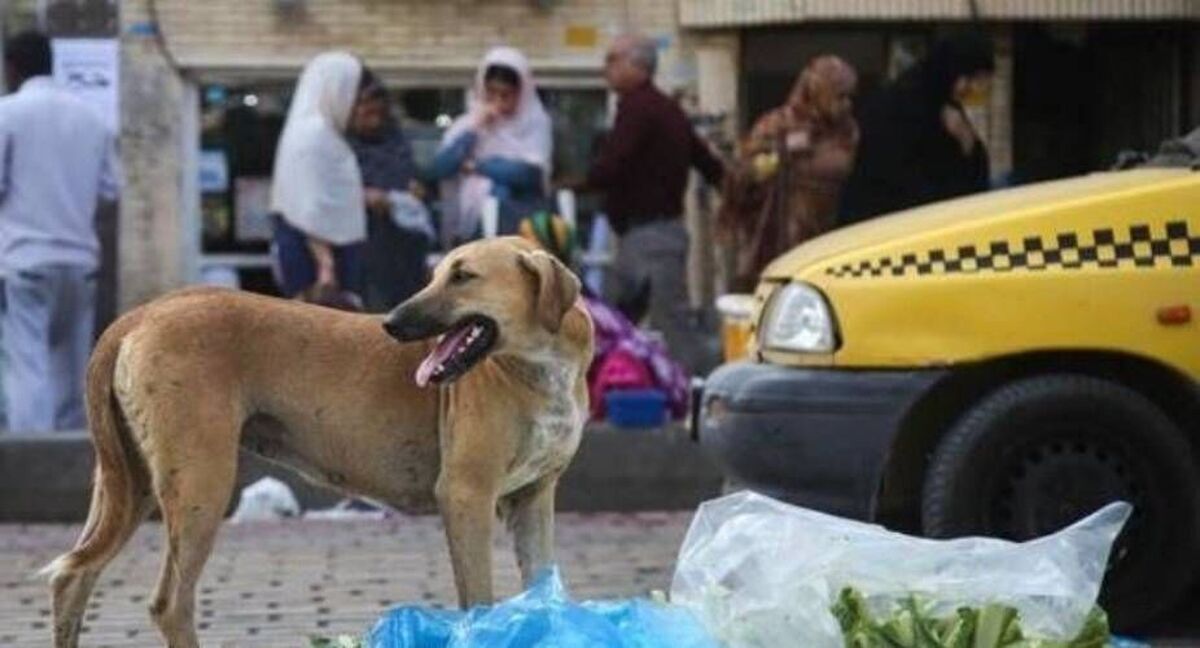 کرمان/ فوت یک زن در پی حمله سگ‌های ولگرد