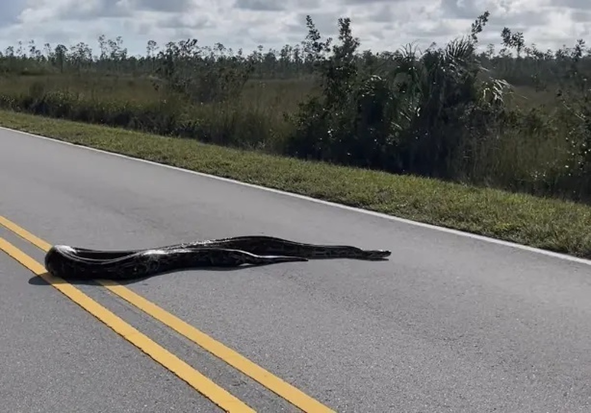 ببینید| مار 4.5 متری عرض جاده‌ای را در فلوریدا بست