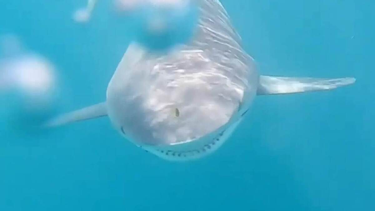 ببینید| یک کوسه چطور قایق ماهیگیری را ۳ کیلومتر بکسل کرد