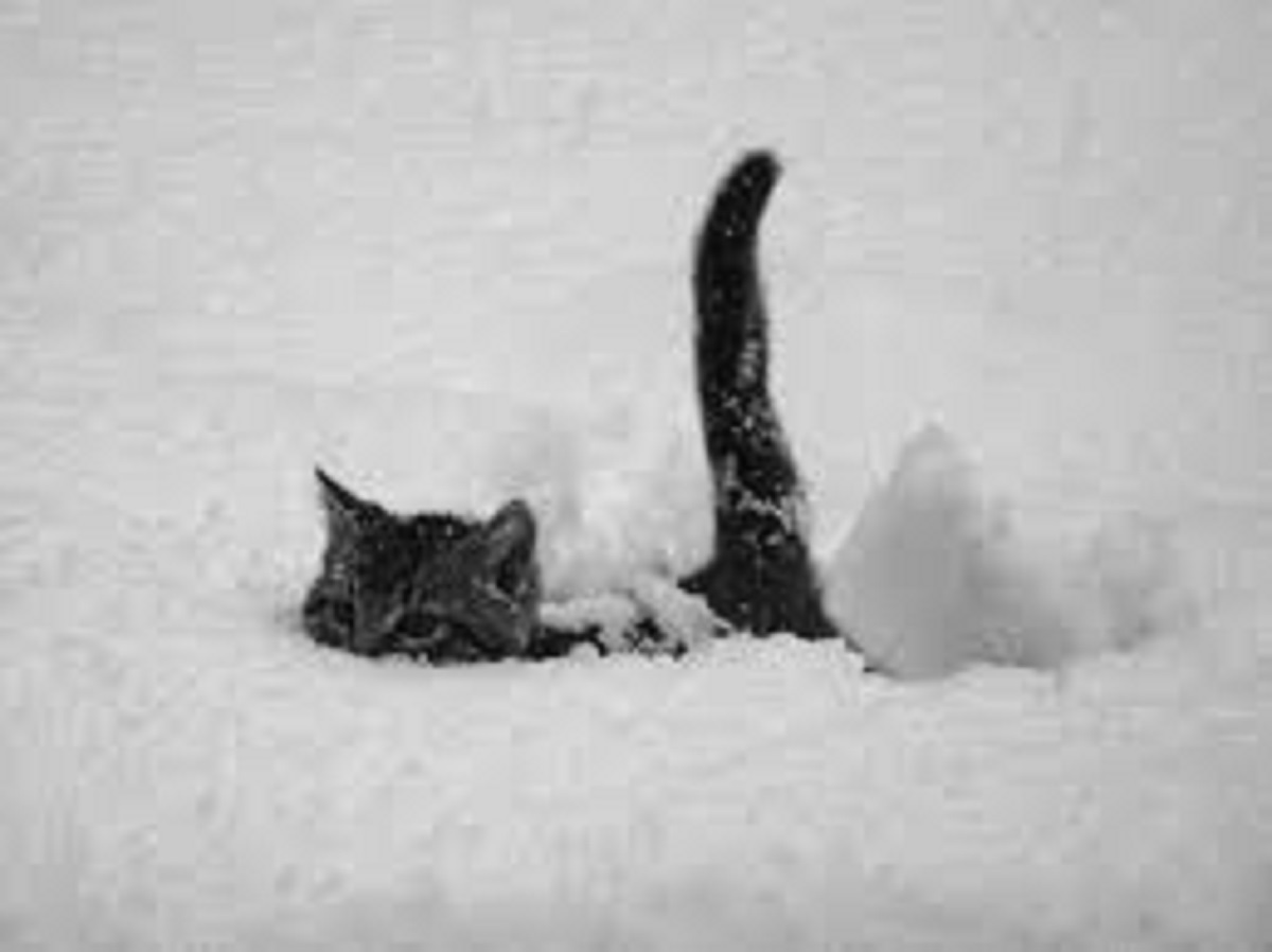 ببینید | لحظاتی جذاب از تلاش گربۀ باهوش برای عبور از برف