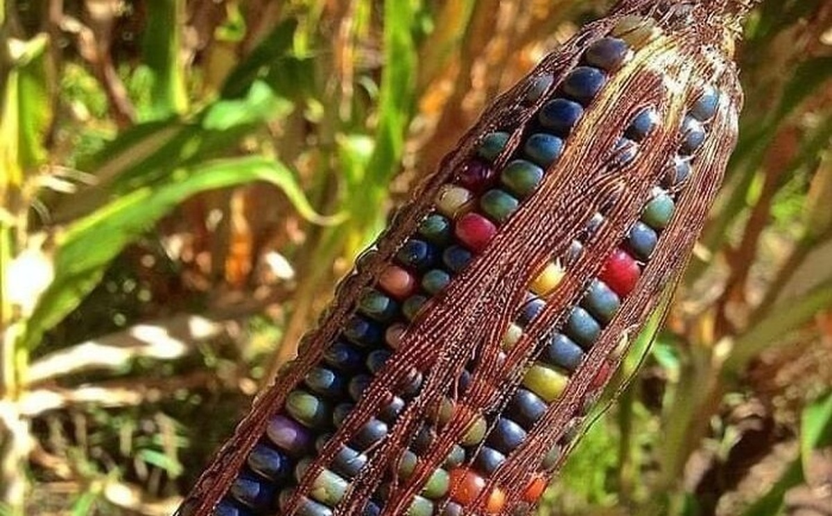 چند عکس خاص از طبیعت که اخیرا وایرال شده