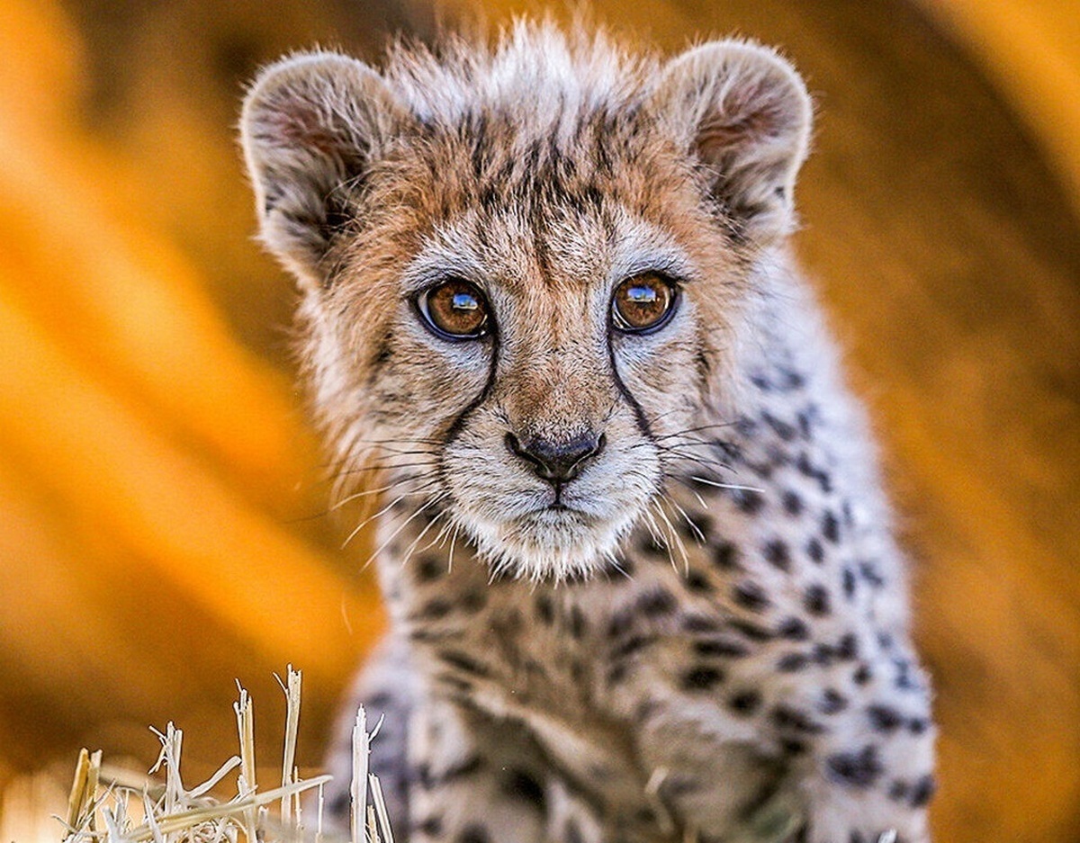 متهمان اشنویه‌ای به تهیه غذا برای «پیروز» محکوم شدند