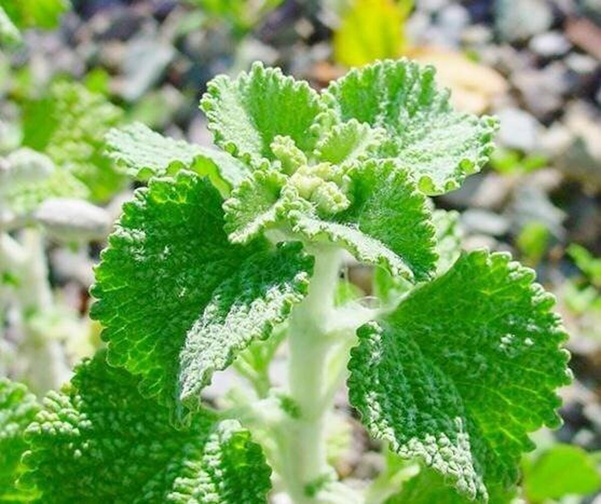 گیاهی برای پاکسازی بدن