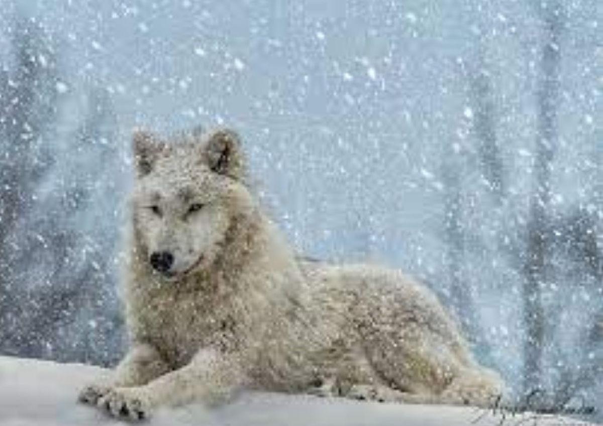 ببینید| غلت زدن گرگ‌های قطبی در هوای برفی  کانادا