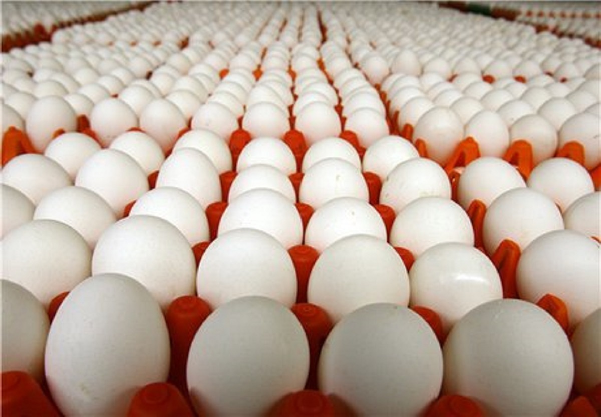 اتحادیه مرغ تخم‌گذار: سهمیه‌بندی یک‌ماهه نهاده‌ها درست نیست/ توقف صادرات تخم‌مرغ