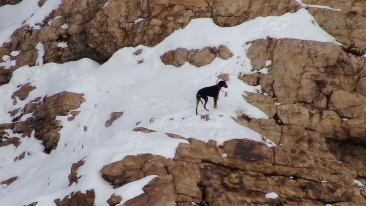ببینید| عملیات جالب نجات یک سگ در کوهستان