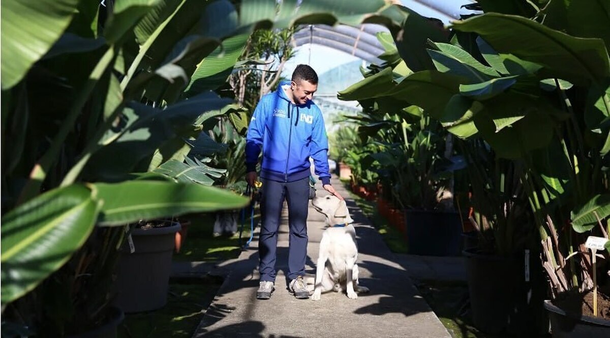 طرح نجات درختان زیتون در حال مرگ ایتالیا با سگ!