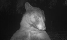 ببینید| خرس آمریکایی جلوی دوربین حیات وحش ژست گرفته و ۴۰۰ عکس می‌گیرد