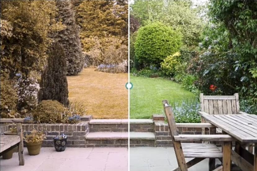 سگ‌ها دنیا را این شکلی می‌بینند (+عکس)