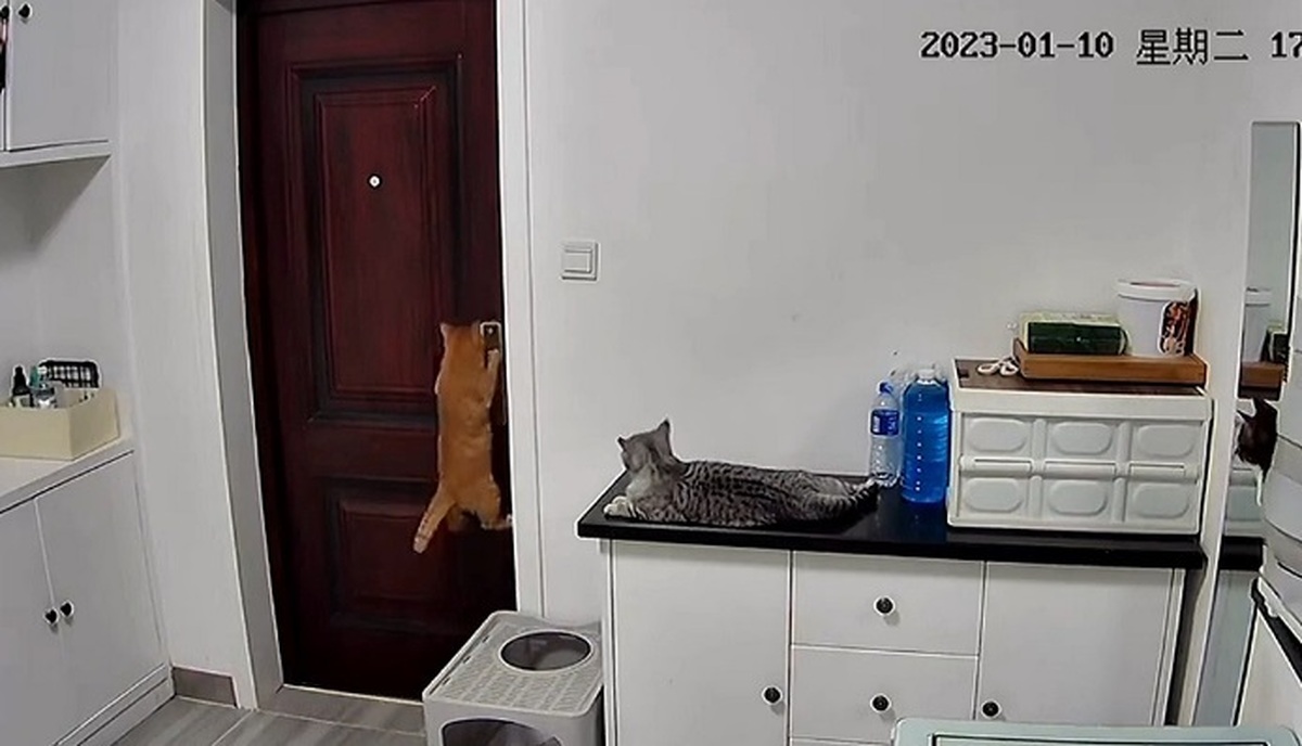 این گربه در خانه را برای صاحب‌ خود باز کرد