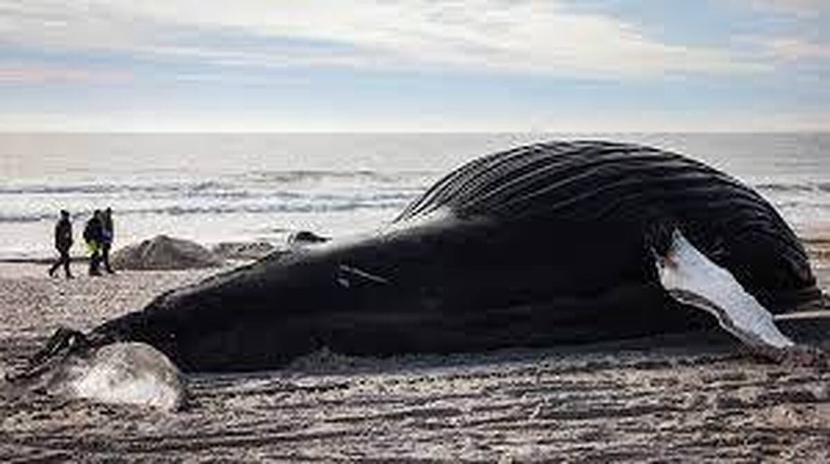 ببینید| استفاده از سنگین‌ترین جرثقیل‌ها برای جابجایی لاشه بزرگ یک نهنگ گوژ‌پشت در سواحل نیویورک