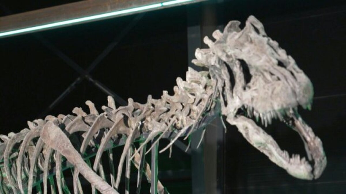 ببینید| جدیدترین اسکلت دایناسور که در دانمارک سرهم شده/ این دایناسور از گونه‌ای نادر است