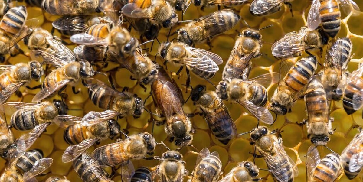 جایگزین‌ زنبورها برای نجات بشریت