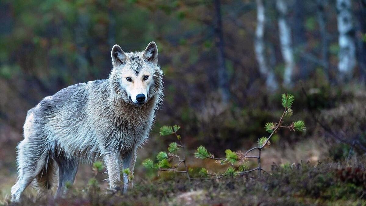 گرگ سه نفر را در همدان مجروح و راهی بیمارستان کرد
