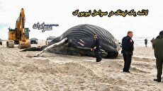 ببینید| استفاده از سنگین‌ترین جرثقیل‌ها برای جابجایی لاشه بزرگ یک نهنگ گوژ‌پشت در سواحل نیویورک