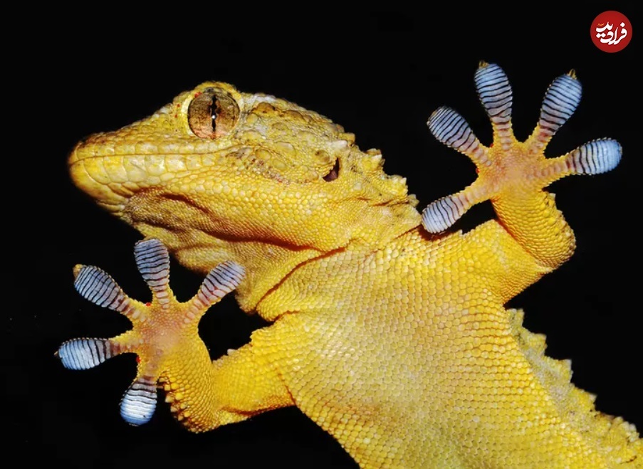 تصاویری جالب از مارمولکی که گاهی مار میشود! (+عکس) تصاویری جالب از مارمولکی که گاهی مار میشود! (+عکس)