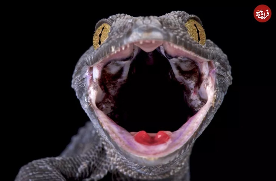 تصاویری جالب از مارمولکی که گاهی مار میشود! (+عکس) تصاویری جالب از مارمولکی که گاهی مار میشود! (+عکس)