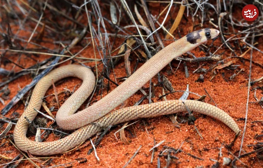 تصاویری جالب از مارمولکی که گاهی مار میشود! (+عکس) تصاویری جالب از مارمولکی که گاهی مار میشود! (+عکس)