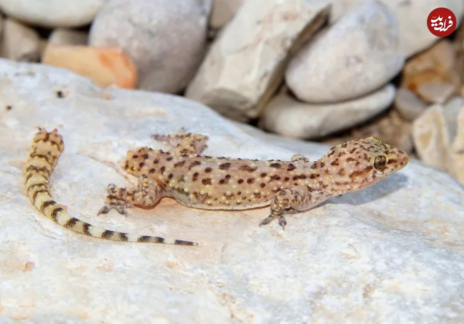 تصاویری جالب از مارمولکی که گاهی مار میشود! (+عکس) تصاویری جالب از مارمولکی که گاهی مار میشود! (+عکس)