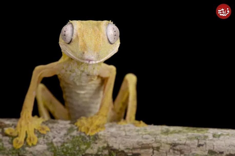 تصاویری جالب از مارمولکی که گاهی مار میشود! (+عکس) تصاویری جالب از مارمولکی که گاهی مار میشود! (+عکس)